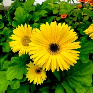 Meet your Posher, Janie